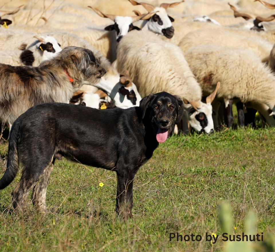 The Shepherd Who Gathers – Colossians 1:11-20; Jeremiah 23:1-6
