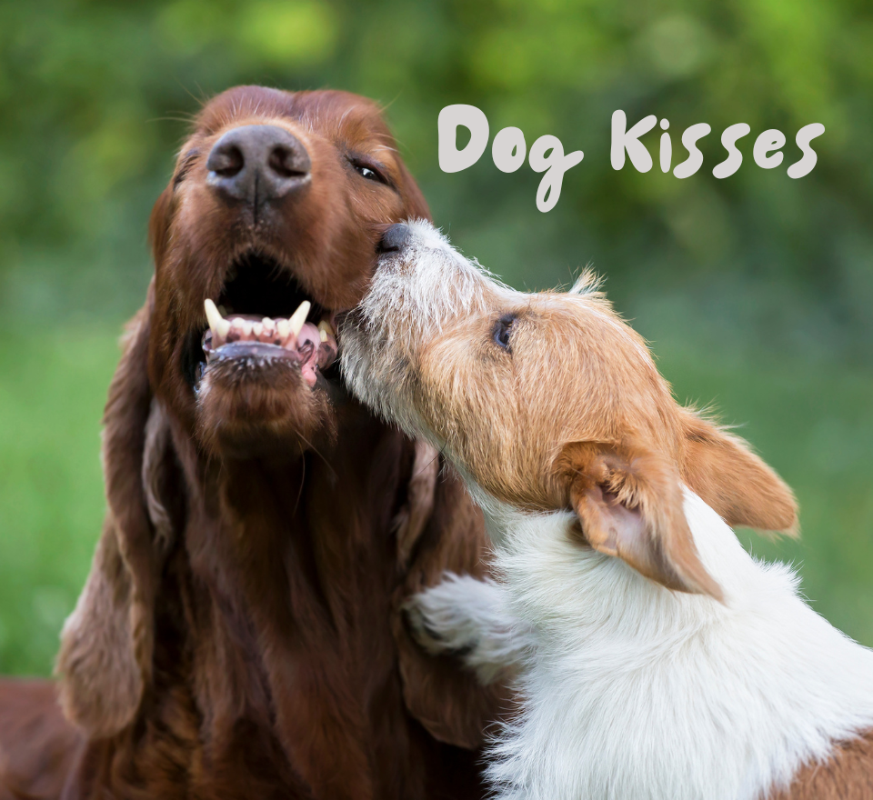 Dog Kisses