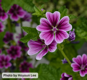 image of purple flowers
