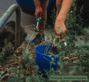 a person leaning down with a gardening tool that is a small, handheld tool with a hoe on one side and a three-pronged rake on the other. they have a blue bucket there they are putting weeds that they've pulled.