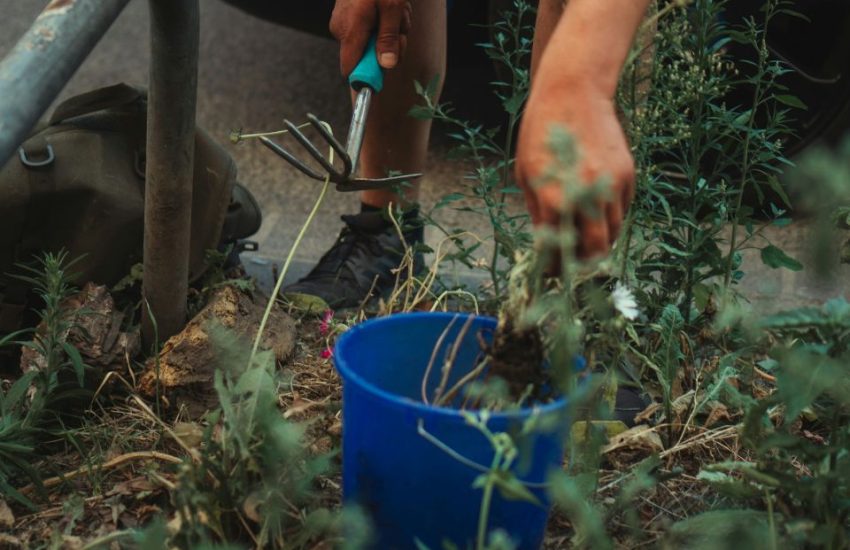 a person leaning down with a gardening tool that is a small, handheld tool with a hoe on one side and a three-pronged rake on the other. they have a blue bucket there they are putting weeds that they've pulled.