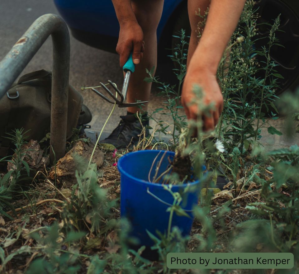 a person leaning down with a gardening tool that is a small, handheld tool with a hoe on one side and a three-pronged rake on the other. they have a blue bucket there they are putting weeds that they've pulled.